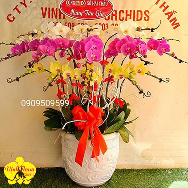 Hoa Lan Hồ Điệp Chậu 15 Cây Mix Màu - VTO033