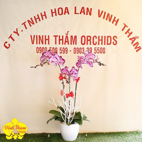 Hoa Lan Hồ Điệp Chậu 3 Cây Màu Tím Đột Biến - VTO026