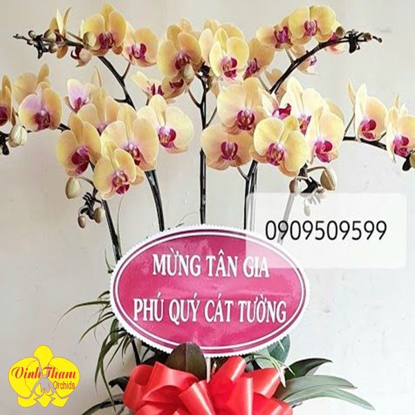 Hoa Lan Hồ Điệp Chậu 6 Cây