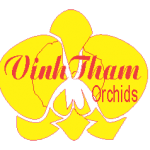 vinh thắm orchids