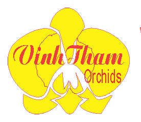 Vinh Thắm Orchids