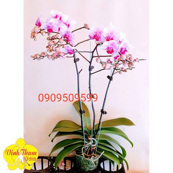 Tiểu Hồ Điệp Chậu 1 Cây Màu Hồng - VTO004