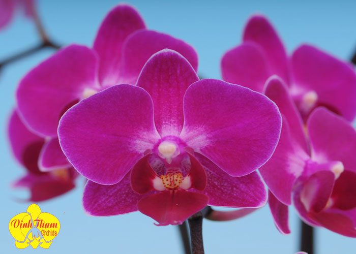 Địa Chỉ Mua Bán Sỉ - Lẻ Lan Hồ Điệp Tím Apollo Giá Rẻ Đại Lý Vinh Thắm Orchids