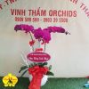 Hoa Lan Hồ Điệp Chậu 3 Cây Màu Tím - VTO057