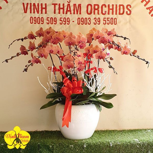 Hoa Lan Hồ Điệp Chậu 6 Cây Màu Đỏ - VTO072