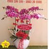 Hoa Lan Hồ Điệp Chậu 6 Cây Màu Tia Chớp - VTO076