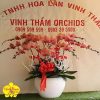 Hoa Lan Hồ Điệp Chậu 8 Cây Màu Đỏ - VTO079