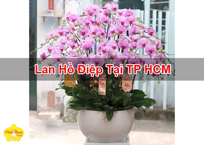 Lan Hồ Điệp Tại TP HCM