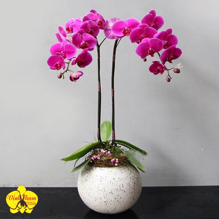Chậu Lan Hồ Điệp Màu Tím Dành Tặng Mẹ