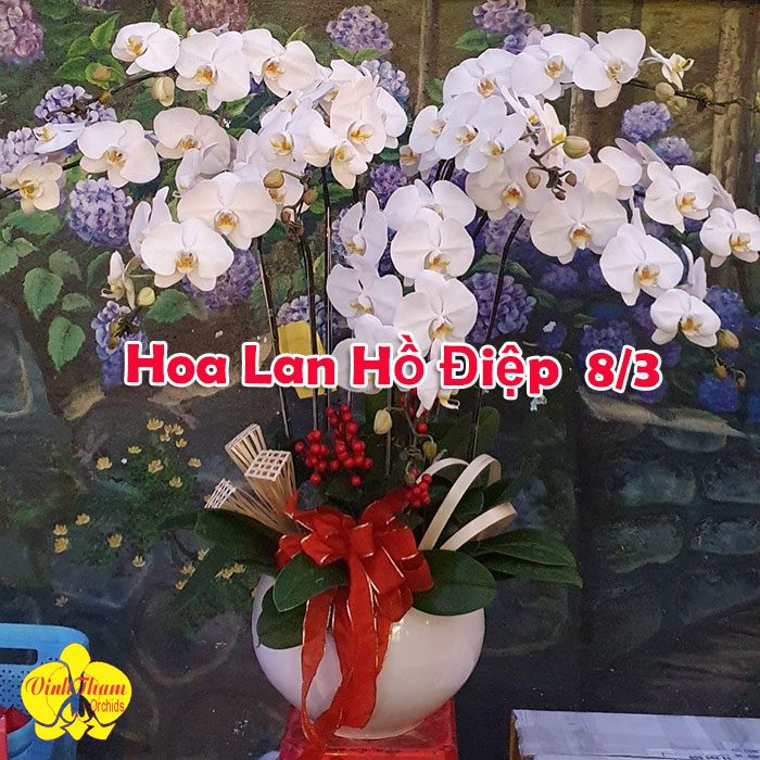 Hoa Lan Hồ Điệp Ngày 8/3 Quà Tặng Đầy Ý Nghĩa