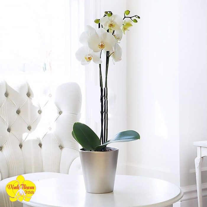 Lan Hồ Điệp 1 Cành Tặng Ngày 8-3