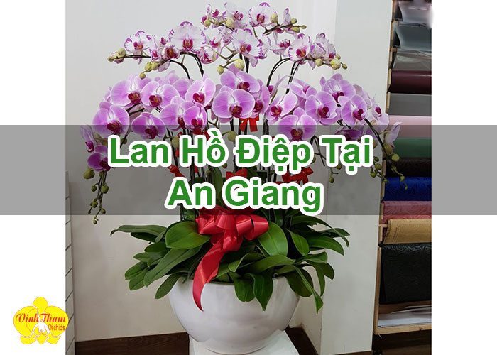 Lan Hồ Điệp Tại An Giang