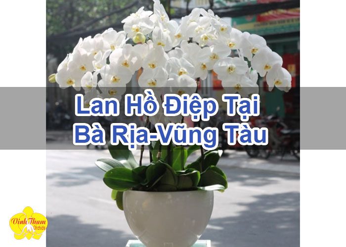 Lan Hồ Điệp Tại Bà Rịa-Vũng Tàu