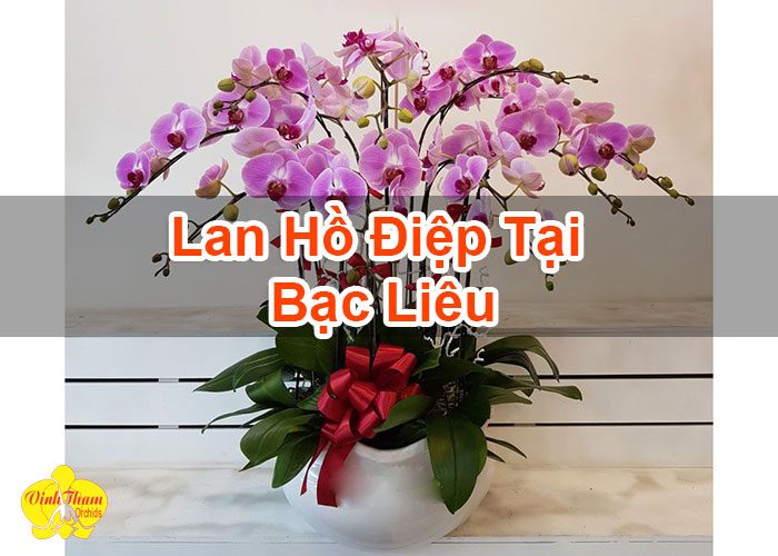 Lan Hồ Điệp Tại Bạc Liêu