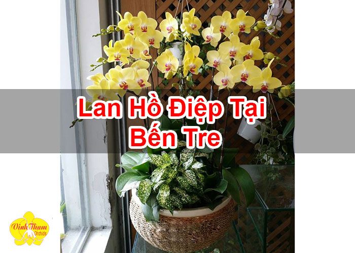 Lan Hồ Điệp Tại Bến Tre