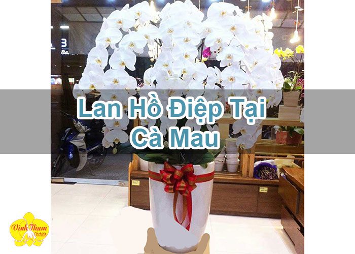 Lan Hồ Điệp Tại Cà Mau