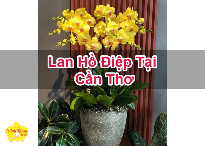 Lan Hồ Điệp Tại Cần Thơ