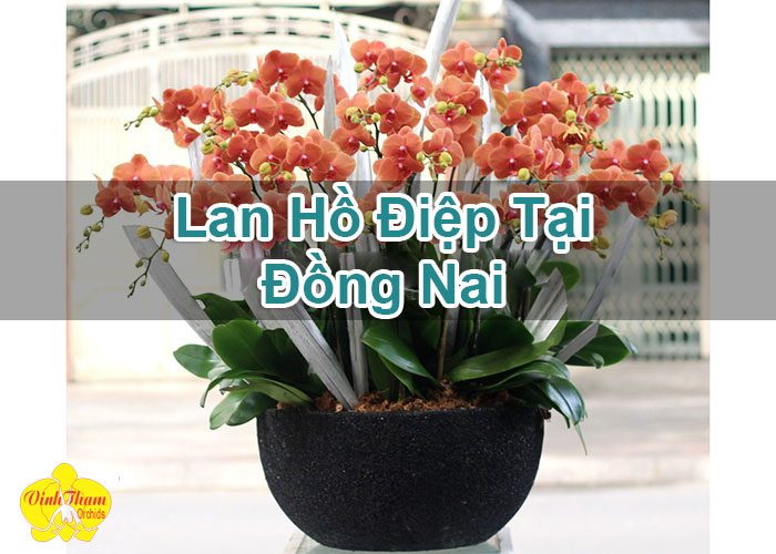 Lan Hồ Điệp Tại Đồng Nai