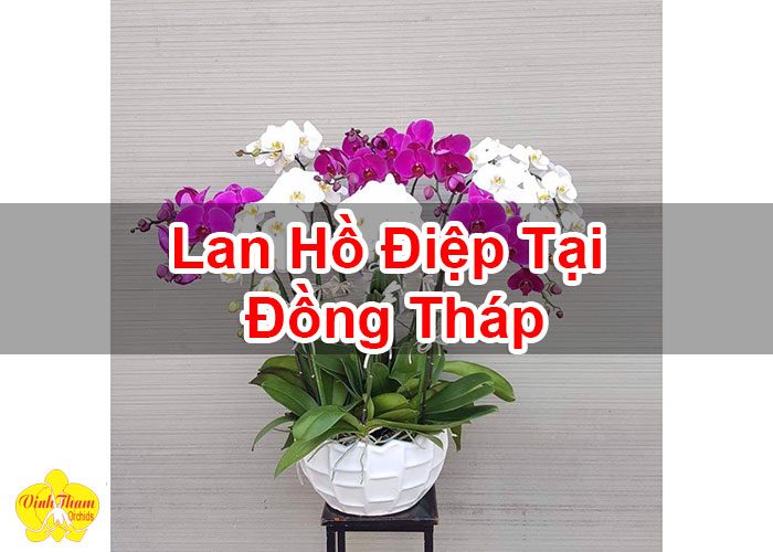 Lan Hồ Điệp Tại Đồng Tháp