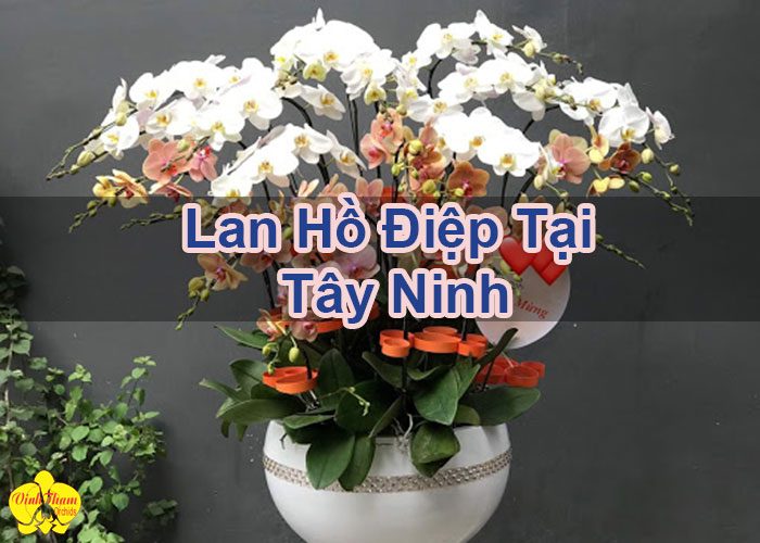 Lan Hồ Điệp Tại Tây Ninh