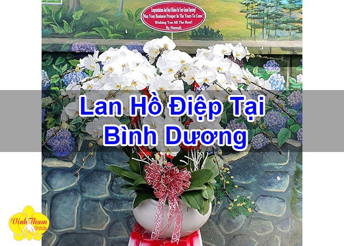 Lan Hồ Điệp Tại Bình Dương