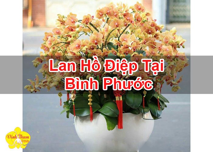 Lan Hồ Điệp Tại Bình Phước