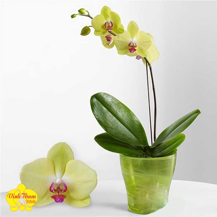 Tặng Hồ Điệp Màu Vàng Cho Đồng Nghiệp