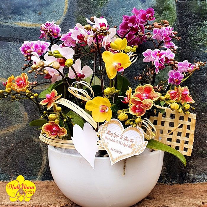 Tặng Hoa Lan Hồ Điệp Ngày 8/3 Ngày Quốc Tế Phụ Nữ