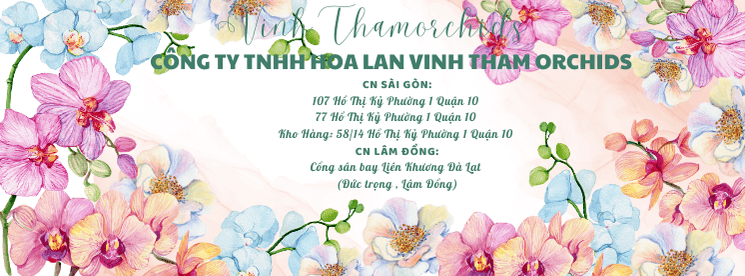 CÔng Ty Tnhh XuẤt NhẬp KhẨu Hoa Lan HỒ ĐiỆp Vinh ThẮm (1)